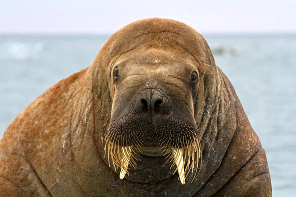 Lion Mer Sur Plage — Photo