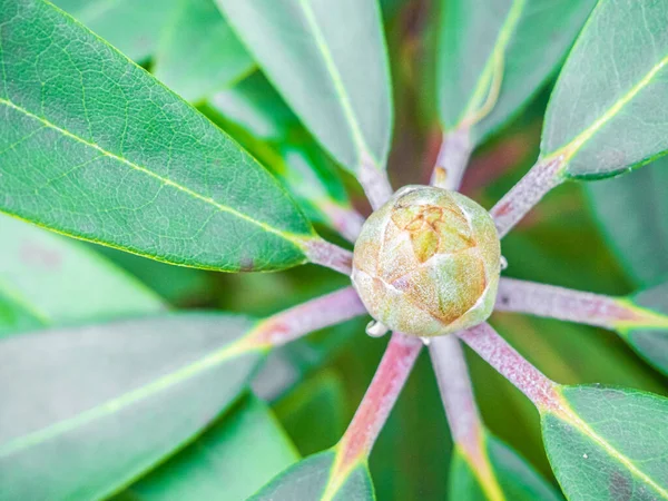 Macro Disparo Hermoso Caracol Con Hojas Hojas Verdes — Foto de Stock