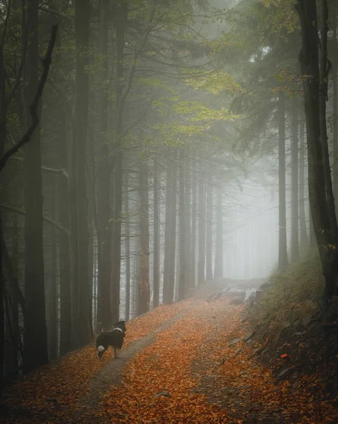 Sis Ağaçlarla Kaplı Sonbahar Ormanı — Stok fotoğraf