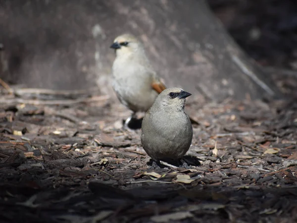 Baywing Grigiastro Agelaioides Badius Noto Anche Come Cowbird Alato Dalla — Foto Stock