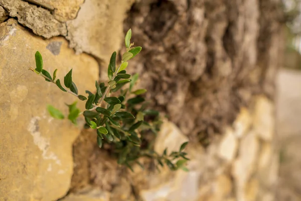 Green Plant Garden — Stock Photo, Image