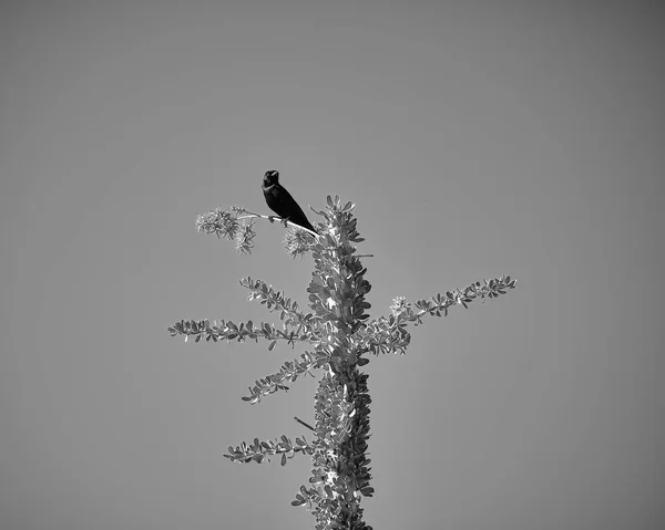 Птица Лесу — стоковое фото