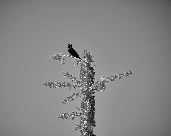 Vogel Het Bos — Stockfoto