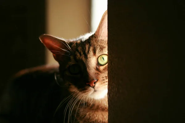 Kat Straat — Stockfoto