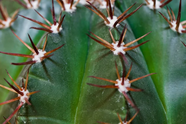 Close Van Een Cactus Tuin — Stockfoto