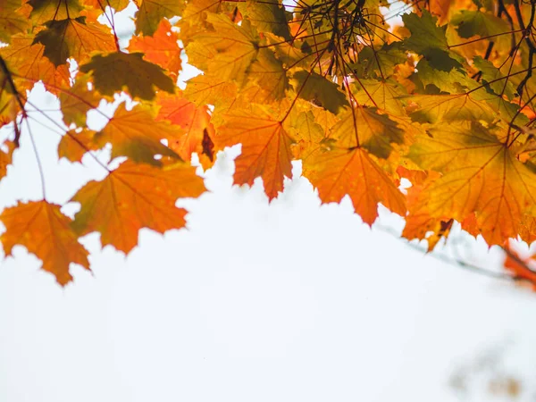 Feuilles Automne Sur Fond Blanc — Photo