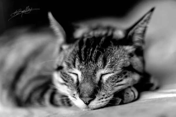 Black White Cat Lying Floor — Stock Photo, Image