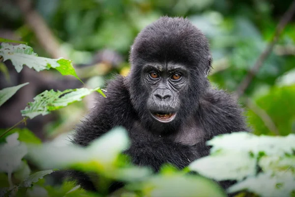 Schwarz Weißer Gorilla Wald — Stockfoto