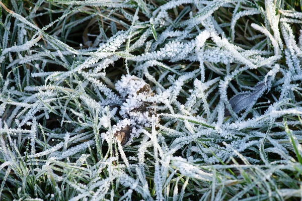 Krásný Zimní Les Příroda Pozadí — Stock fotografie