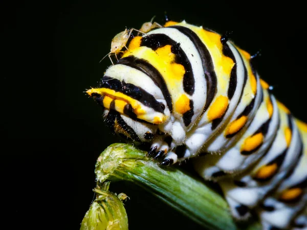 Nahaufnahme Eines Schönen Schmetterlings — Stockfoto