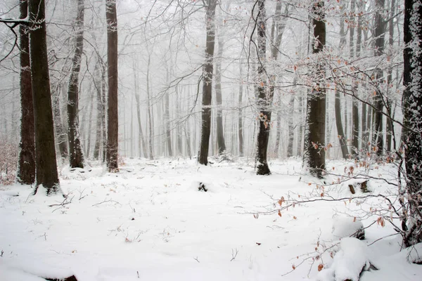 Vinterskog Snön Stockfoto