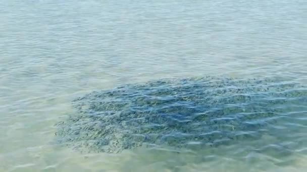 Güzel Şeffaf Deniz Suyunu Kapat — Stok video