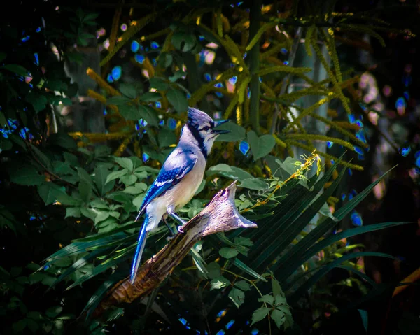 森林里的小鸟 — 图库照片