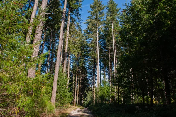 Belle Vue Sur Forêt — Photo