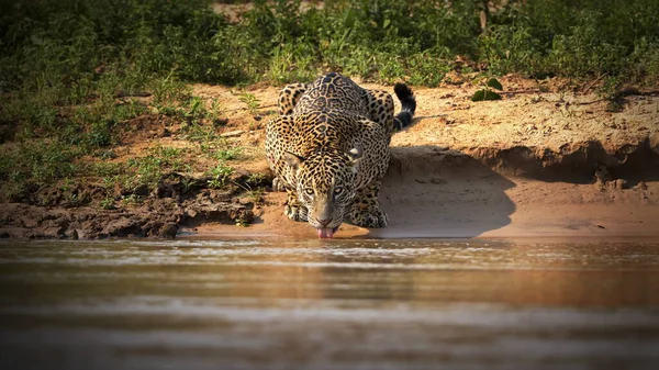 Cheetah Water — Stock Photo, Image