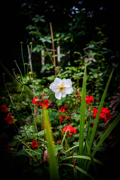 Hermosas Flores Jardín — Foto de Stock