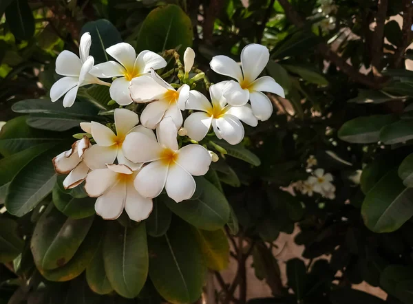 Λευκά Λουλούδια Plumeria Στον Κήπο — Φωτογραφία Αρχείου
