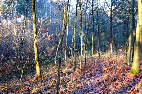朝の秋の森 — ストック写真