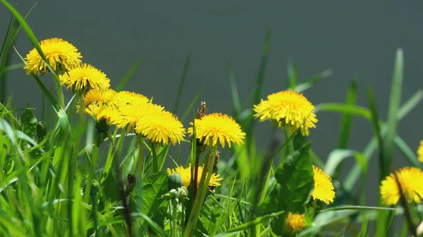 Όμορφα Κίτρινα Λουλούδια Πικραλίδα Στον Κήπο — Φωτογραφία Αρχείου