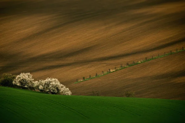 Vue Aérienne Champ Vert Avec Des Arbres Des Champs — Photo