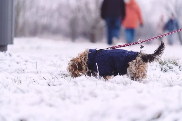 Hond Sneeuw — Stockfoto
