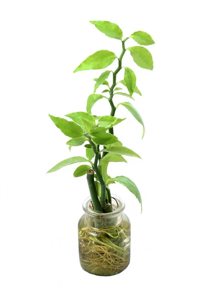 Planta Verde Una Olla Sobre Fondo Blanco — Foto de Stock