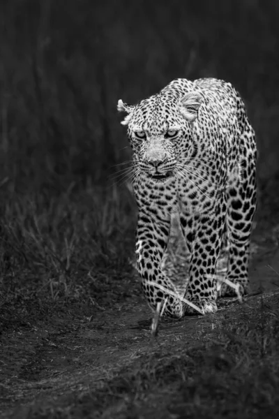 Leopard Kruger Nationalpark Südafrika — Stockfoto