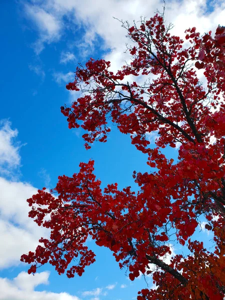 Árvore Outono Com Folhas Vermelhas Contra Céu Azul Brilhante — Fotografia de Stock