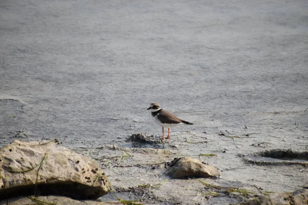 Ein Vogel Sitzt Ufer Des Flusses — Stockfoto