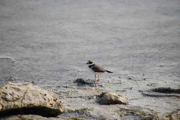 Een Vogel Zit Aan Oever Van Rivier — Stockfoto