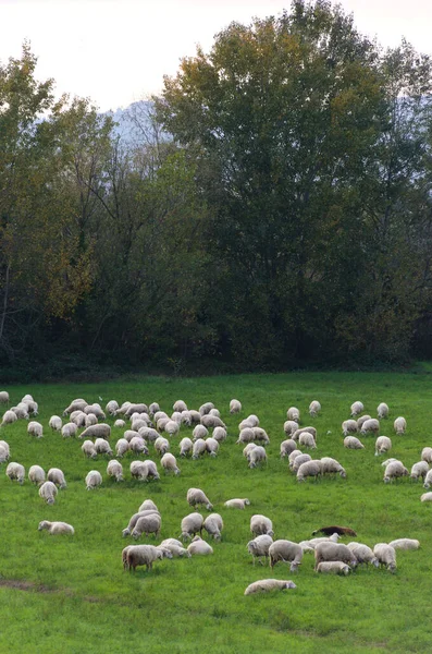 Gregge Pecore Nel Prato — Foto Stock