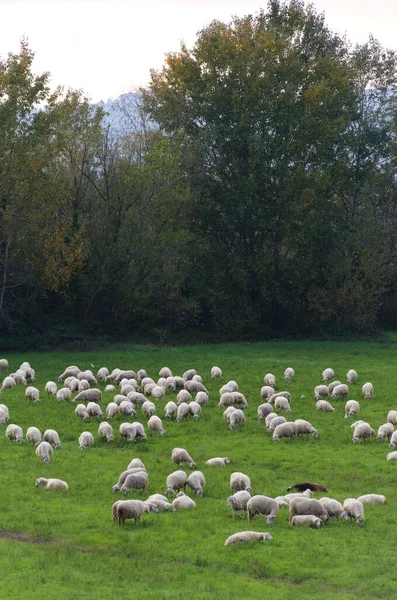 牧草地で羊の群れが — ストック写真