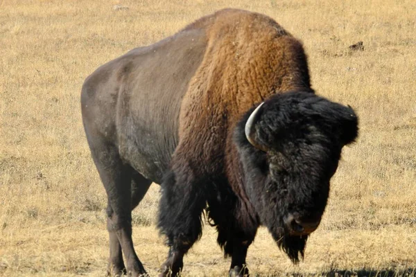 Bison Meadow — Stock Photo, Image
