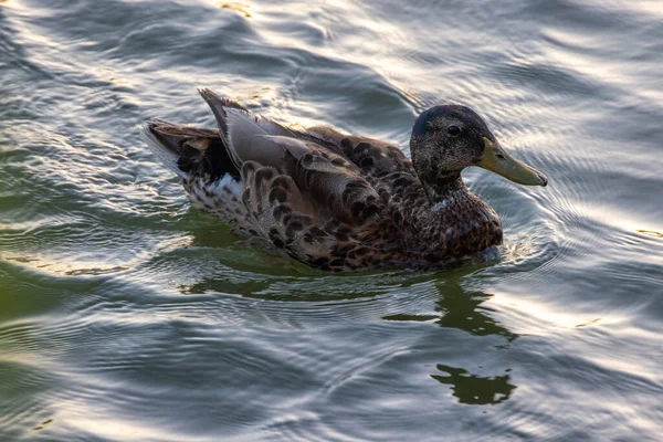 Canard Dans Eau — Photo