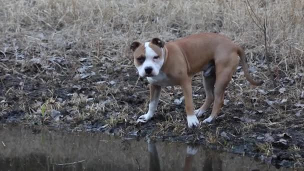 Αμερικανική Staffordshire Terrier Περπάτημα Εξωτερικούς Χώρους — Αρχείο Βίντεο