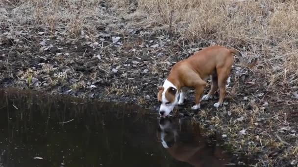 美国斯塔福德郡的小狗在户外散步 — 图库视频影像