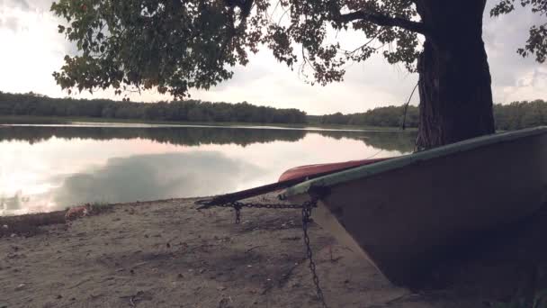 Belle Vue Sur Rivière Dans Forêt — Video