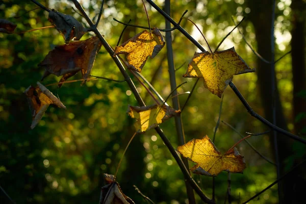Όμορφο Φθινόπωρο Δάσος Κίτρινο Φύλλωμα Και Ακτίνες Του Ήλιου — Φωτογραφία Αρχείου