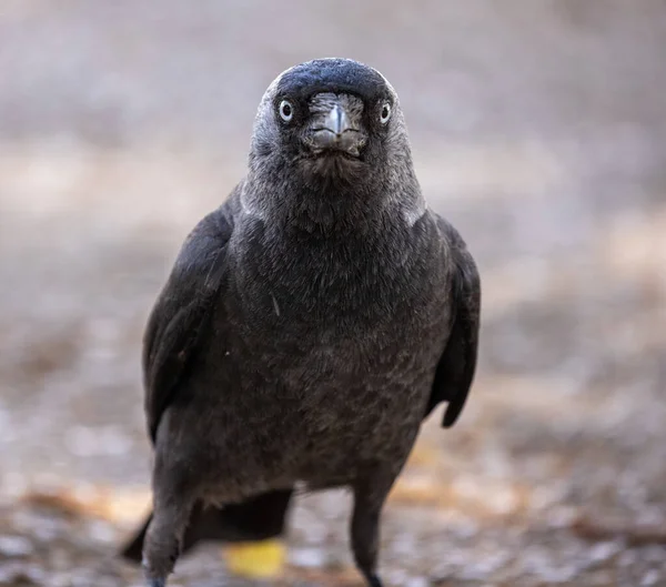 Een Close Shot Van Een Kraai Een Rots — Stockfoto