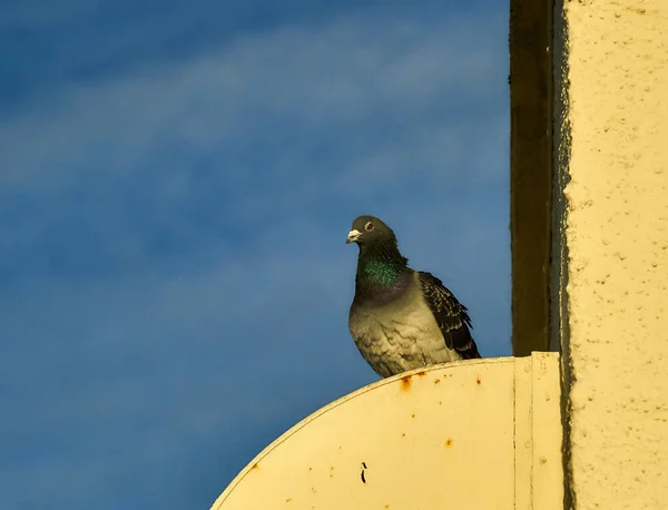 Hermoso Tiro Pájaro Joven Hábitat Natural —  Fotos de Stock