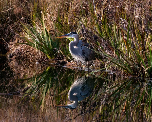 Schöne Aufnahme Eines Vogels Natürlichem Lebensraum — Stockfoto