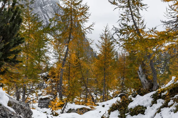 Ormanın Güzel Manzarası — Stok fotoğraf