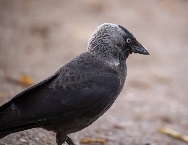 Corbeau Noir Sur Sol — Photo