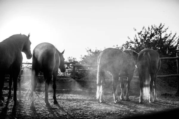 Άλογα Στον Αγρό Ασπρόμαυρα — Φωτογραφία Αρχείου