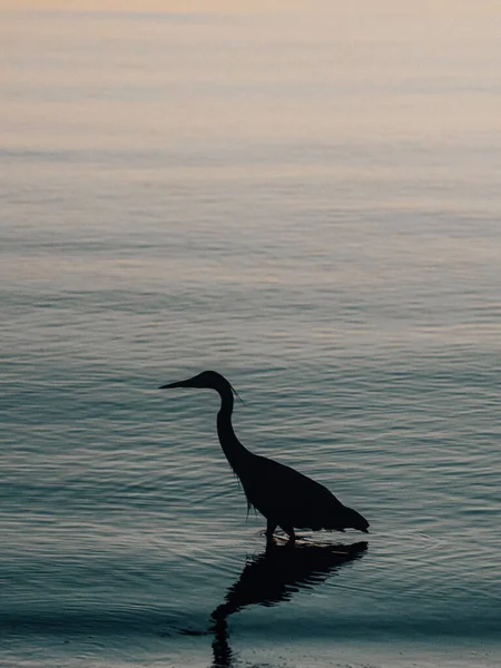 Pelican Sur Lac — Photo