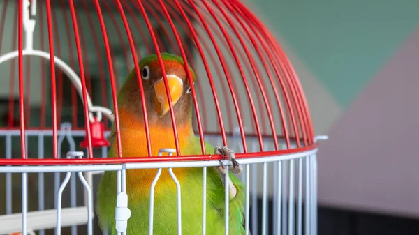 Plan Rapproché Une Cage Oiseaux — Photo