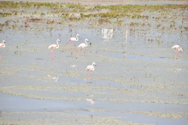 Flamingos Wasser — Stockfoto