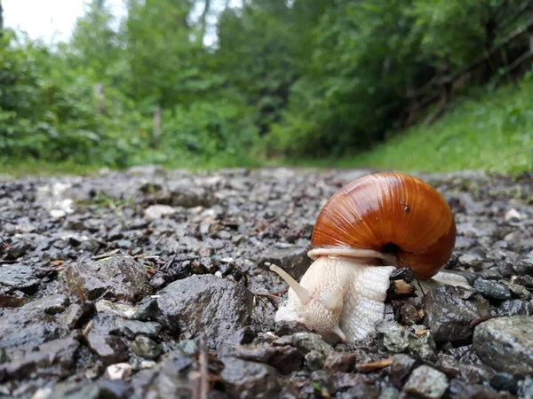 Mushroom Ground — Stock Photo, Image