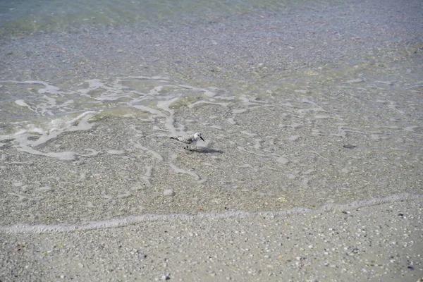 Detailní Záběr Plážového Písku Malým Ptáčkem Moři — Stock fotografie