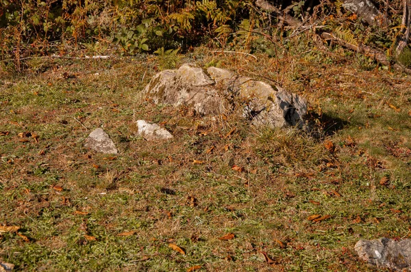 Prachtig Uitzicht Het Bos — Stockfoto